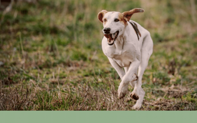 What Can Increase Predatory Behaviour in Dogs?
