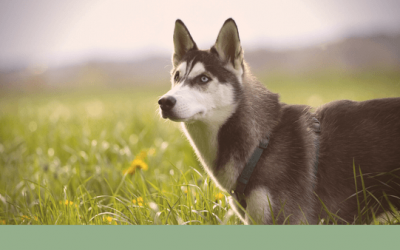 How Predation Substitute Training affects your work with Clients & their Dogs