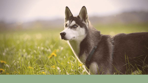 How Predation Substitute Training affects your work with Clients & their Dogs