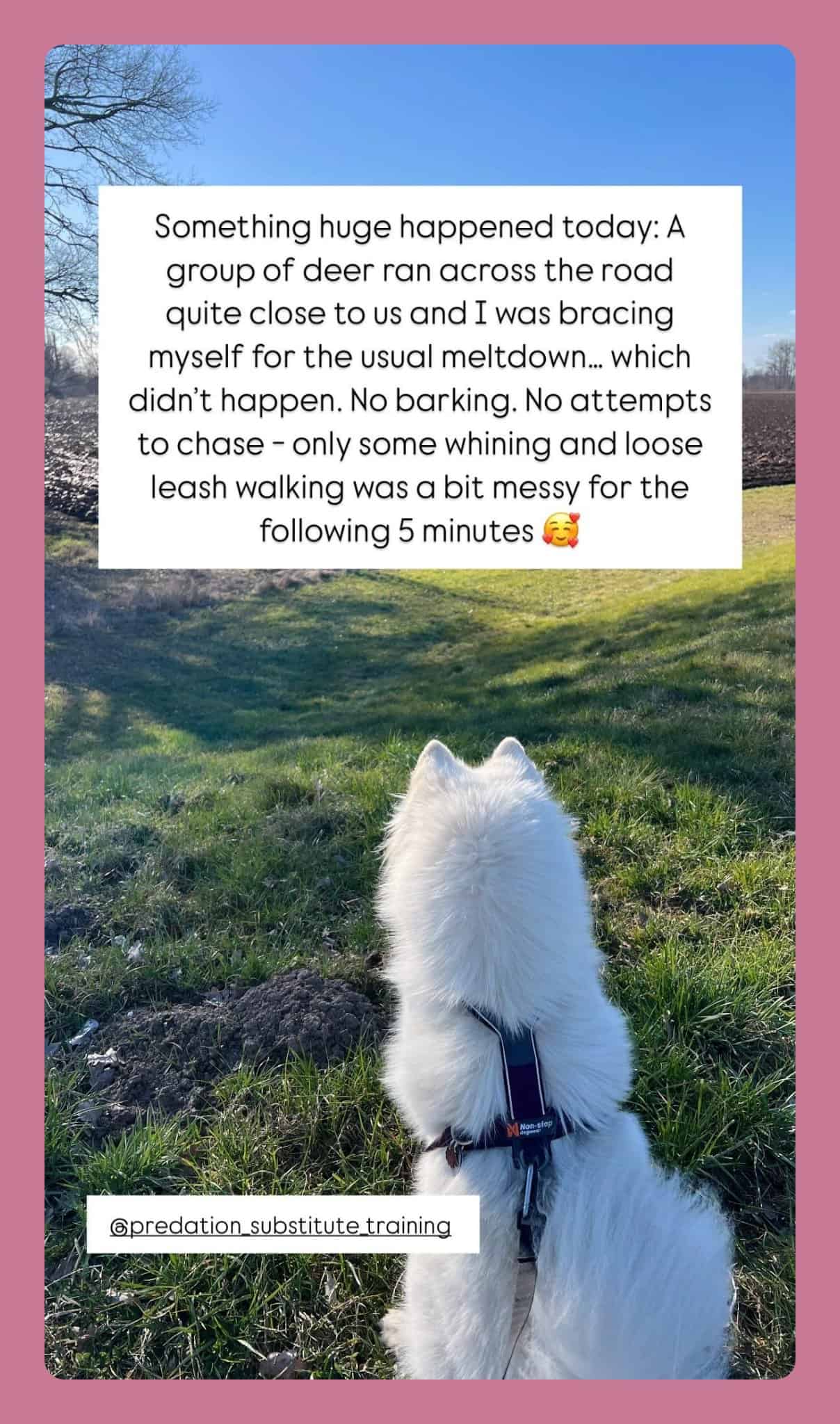 cotc-story-1 Instagram story: A group of deer ran across the road close to us. No barking, no attempts to chase.