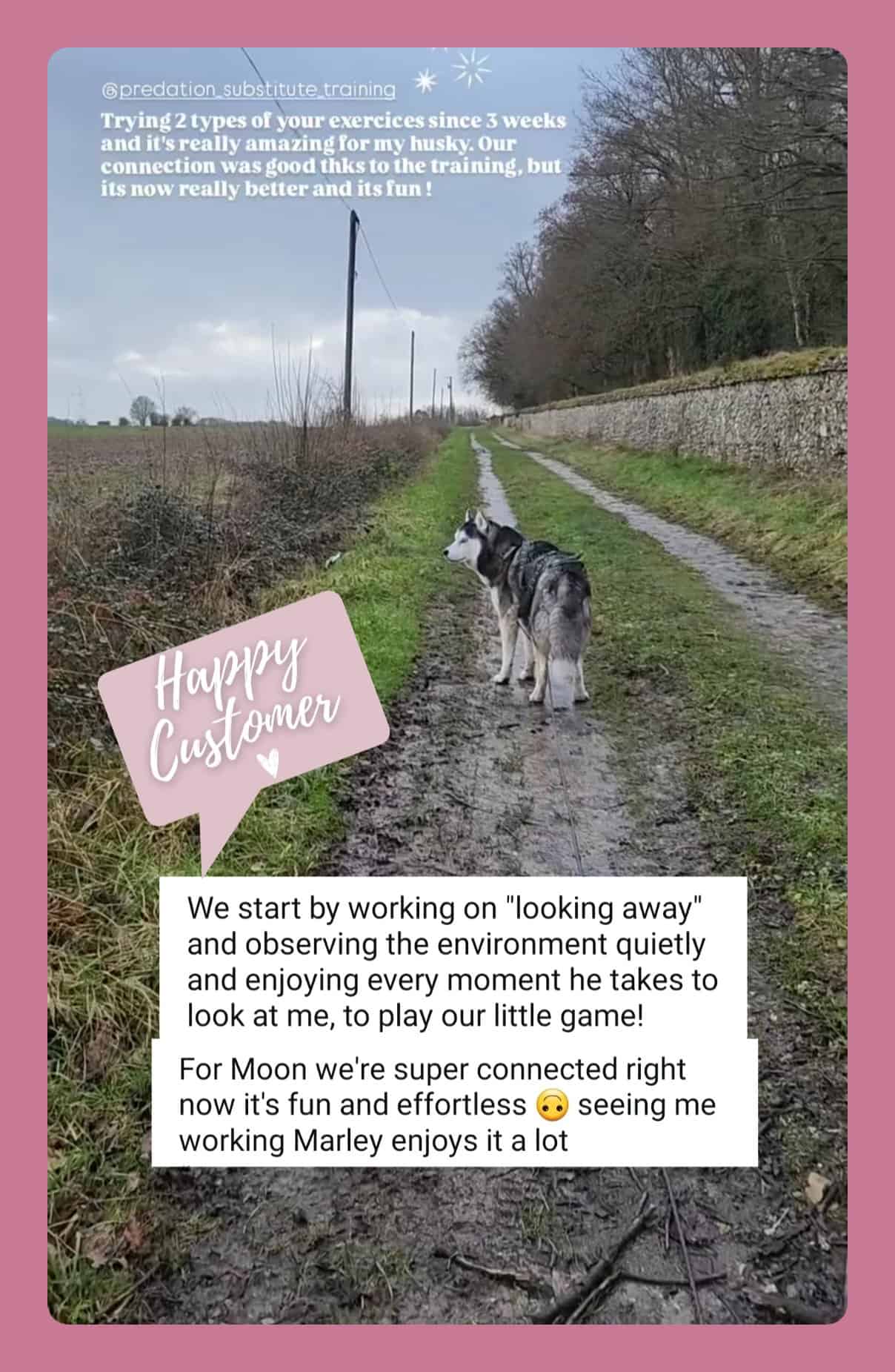 cotc-story-2 Instagram story with a husky: Trying two types of your exercises since 3 weeks and it is really amazing for my husky.