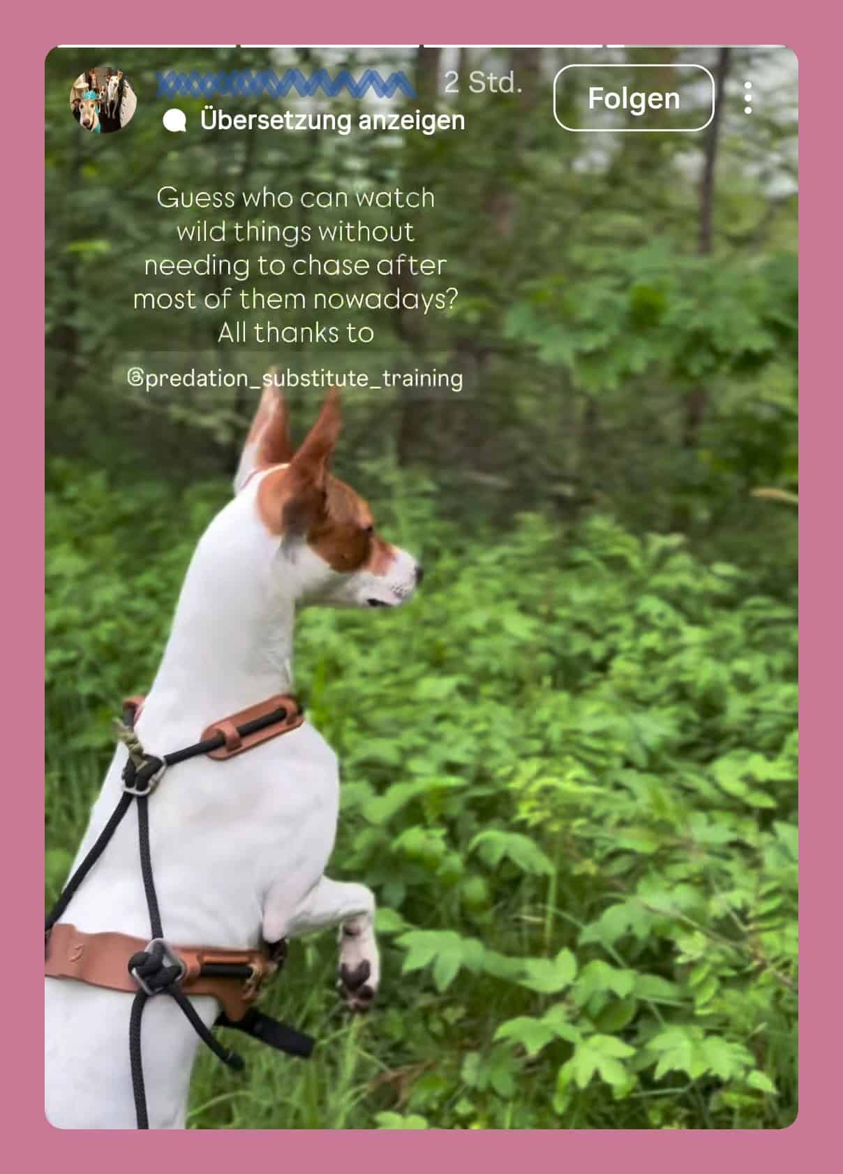 cotc-story-3-v3 Instagram story: Guess who can watch wild things without needing to chase after most of them nowadays? All thanks to Predation Substitute Training.