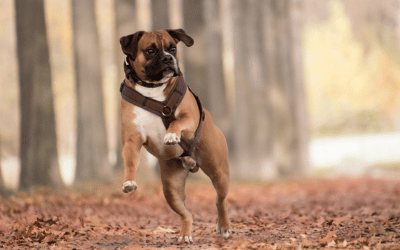 5 Top Tips For Preserving Your Dog’s Impulse Control Reserves