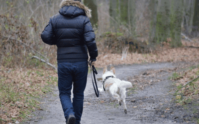 Impulsivity in Dogs: How to address it effectivly?