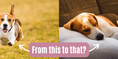 Reasons why Predation in Dogs Suddenly Decreases