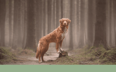 Jump ‘n’ Run for Dogs