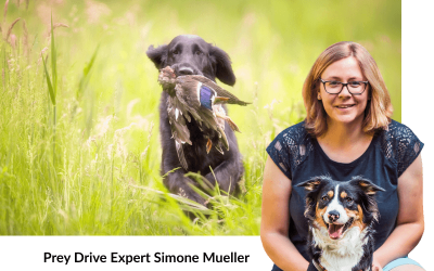How to Handle Prey Drive – An Interview with Simone Mueller