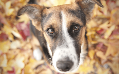 Visual Enrichment for Dogs – The Forgotten Type Of Enrichment