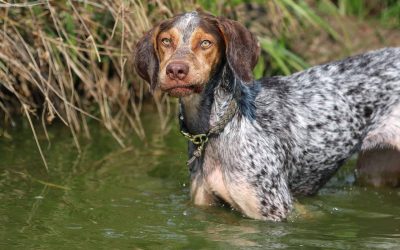 Challenges of Punishment in Anti-Predation Dog Training