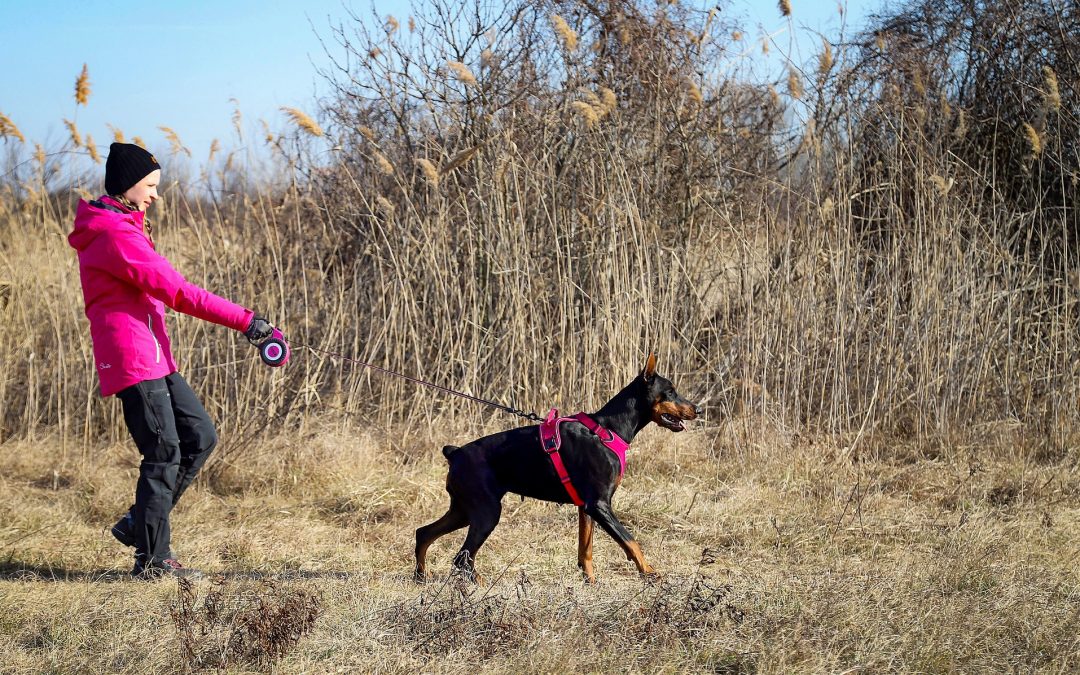 3 Reasons Why Your High Drive Dog Is Pulling On The Lead