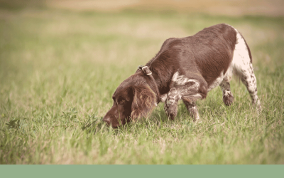 What Modern Studies Reveal About Predatory Behaviour in Dogs