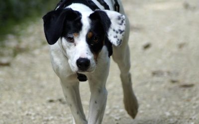 Loose Leash Walking for Setters