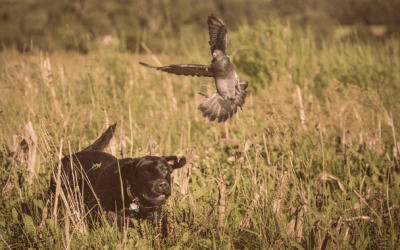 Is The Term “Drive” Outdated In Modern Dog Training?