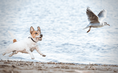 What is Predation Substitute Training?