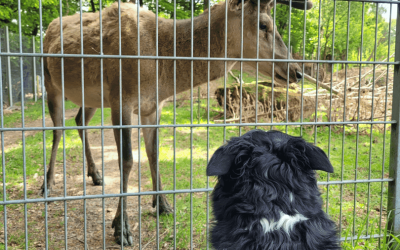 Is Visiting a Wildlife Enclosure with Your Dog a Good Idea? 5 Powerful Pros and Honest Cons