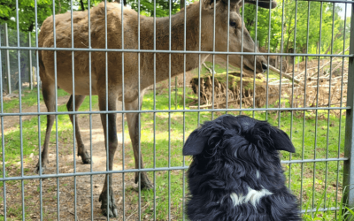 Is Visiting a Wildlife Enclosure with Your Dog a Good Idea? 5 Powerful Pros and Honest Cons
