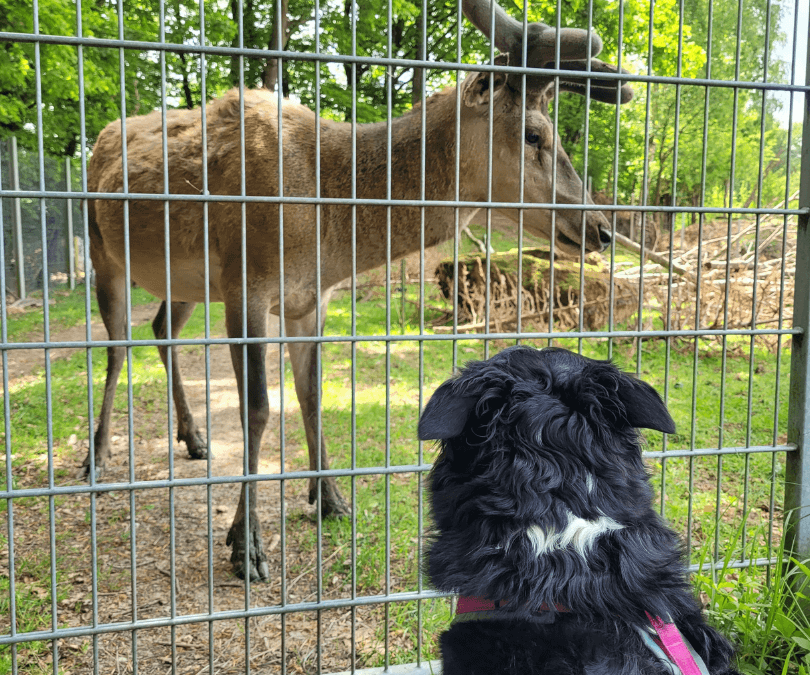 Is Visiting a Wildlife Enclosure with Your Dog a Good Idea? 5 Powerful Pros and Honest Cons